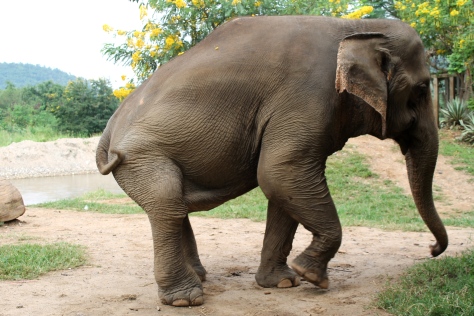 elephant deformity