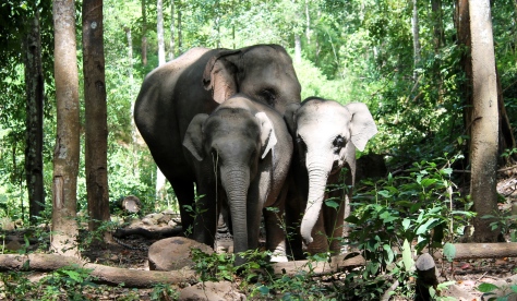 Twin elephants and mom in the northern Thai countryside